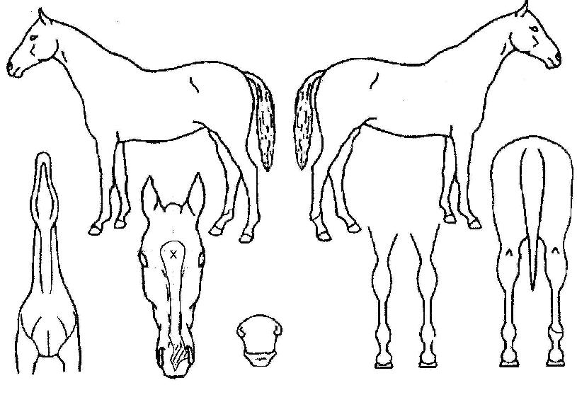 ÃÖ´ë°í¼öÀÇ Ãø¸é,¿ì¸é,µÞ¸é,µÎ»ó,´Ù¸®ÀÇ Æ¯Â¡µµÇØ