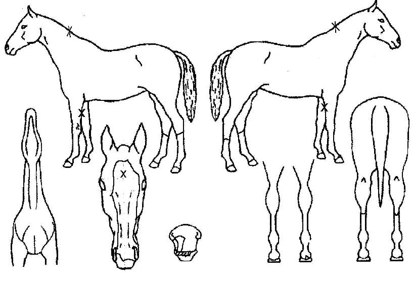 ÇѶóÀǺûÀÇ Ãø¸é,¿ì¸é,µÞ¸é,µÎ»ó,´Ù¸®ÀÇ Æ¯Â¡µµÇØ