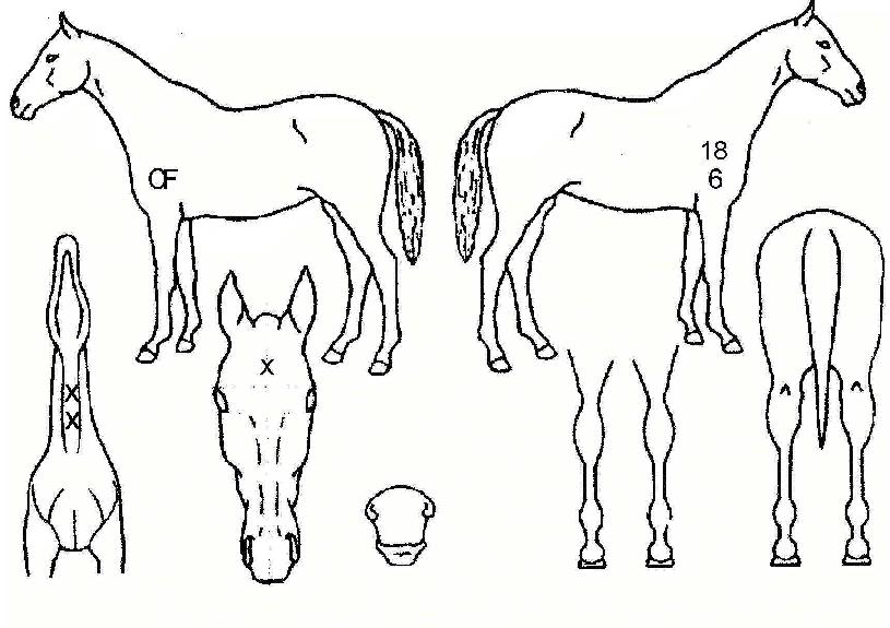 ÃѼ±Á¦ÀÏÀÇ Ãø¸é,¿ì¸é,µÞ¸é,µÎ»ó,´Ù¸®ÀÇ Æ¯Â¡µµÇØ