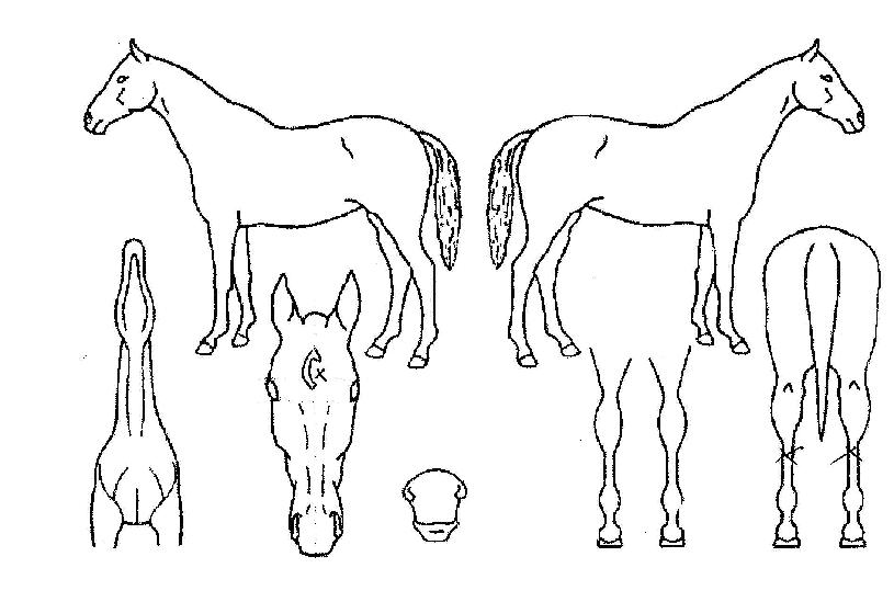 ½Ï½ºÄÜÀÇ Ãø¸é,¿ì¸é,µÞ¸é,µÎ»ó,´Ù¸®ÀÇ Æ¯Â¡µµÇØ