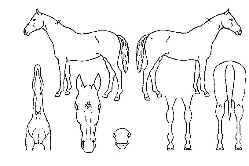 Æú¸®°ñµåÀÇ Ãø¸é,¿ì¸é,µÞ¸é,µÎ»ó,´Ù¸®ÀÇ Æ¯Â¡µµÇØ