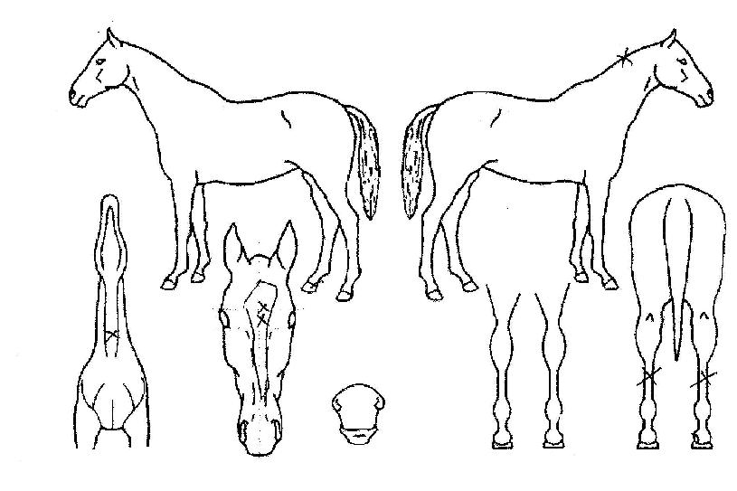 ºê¶óº¸°ÉÀÇ Ãø¸é,¿ì¸é,µÞ¸é,µÎ»ó,´Ù¸®ÀÇ Æ¯Â¡µµÇØ