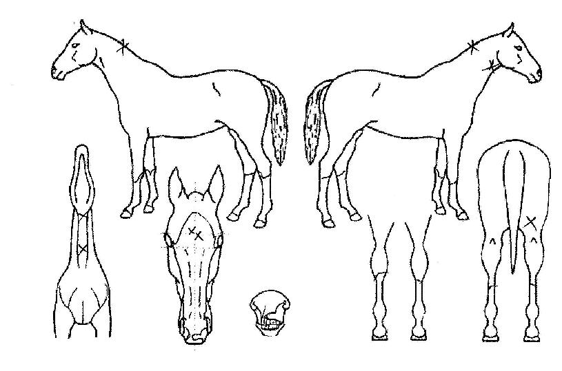 ÇØµ¸ÀÌÀÇ Ãø¸é,¿ì¸é,µÞ¸é,µÎ»ó,´Ù¸®ÀÇ Æ¯Â¡µµÇØ