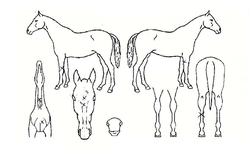 ¾¾Áî¸Þ¸®ÀÇ Ãø¸é,¿ì¸é,µÞ¸é,µÎ»ó,´Ù¸®ÀÇ Æ¯Â¡µµÇØ