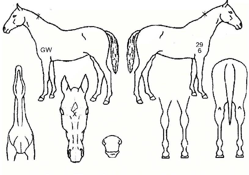 À§Áî۵åÀÇ Ãø¸é,¿ì¸é,µÞ¸é,µÎ»ó,´Ù¸®ÀÇ Æ¯Â¡µµÇØ