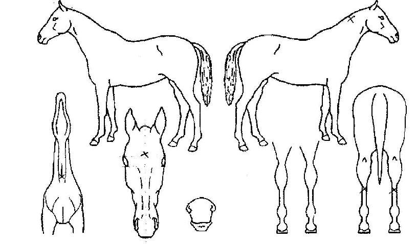 ¹«ºñ·æÀÇ Ãø¸é,¿ì¸é,µÞ¸é,µÎ»ó,´Ù¸®ÀÇ Æ¯Â¡µµÇØ