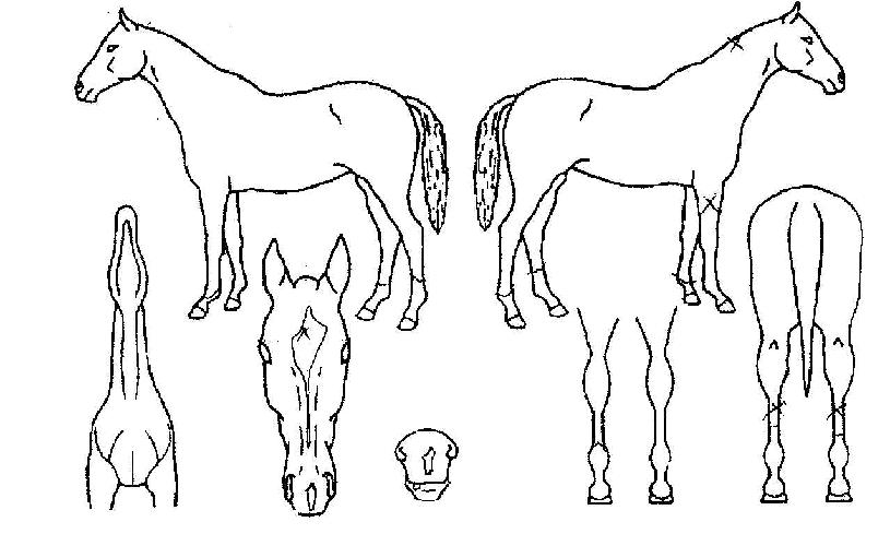 Æ÷¼¼À̵·ÀÇ Ãø¸é,¿ì¸é,µÞ¸é,µÎ»ó,´Ù¸®ÀÇ Æ¯Â¡µµÇØ