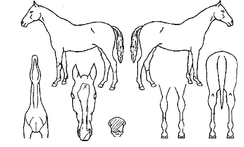 ½Ç»ó»çÀÇ Ãø¸é,¿ì¸é,µÞ¸é,µÎ»ó,´Ù¸®ÀÇ Æ¯Â¡µµÇØ