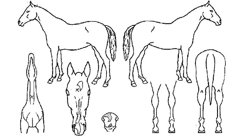 ´Üµ¶¼±µÎÀÇ Ãø¸é,¿ì¸é,µÞ¸é,µÎ»ó,´Ù¸®ÀÇ Æ¯Â¡µµÇØ