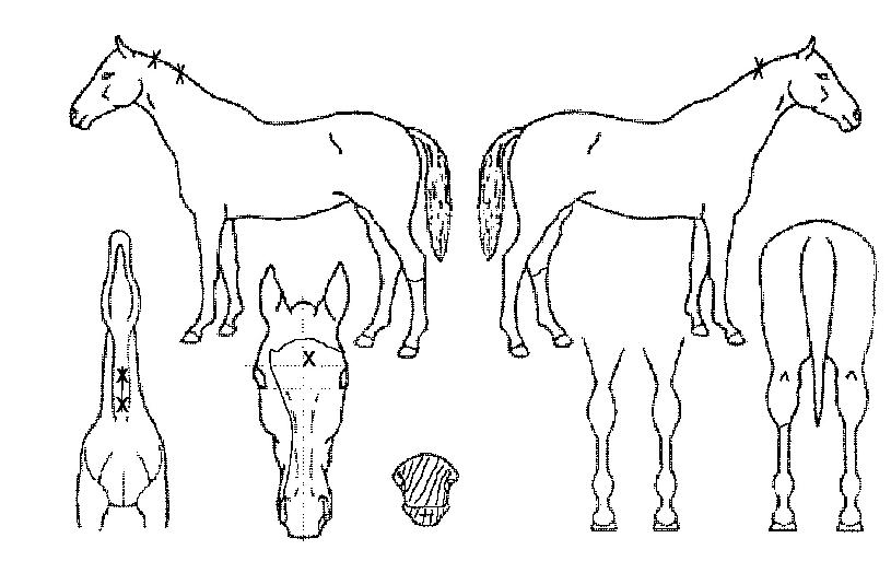 ÈǶó´í½ºÀÇ Ãø¸é,¿ì¸é,µÞ¸é,µÎ»ó,´Ù¸®ÀÇ Æ¯Â¡µµÇØ