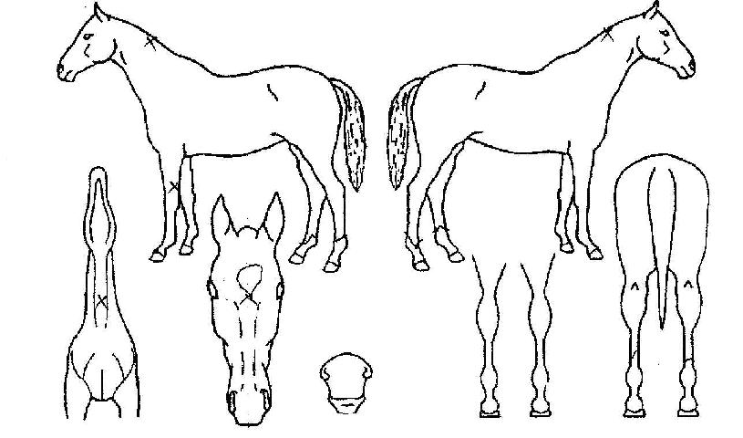 Æ®·³ÇÁ´í¼ÀÇ Ãø¸é,¿ì¸é,µÞ¸é,µÎ»ó,´Ù¸®ÀÇ Æ¯Â¡µµÇØ