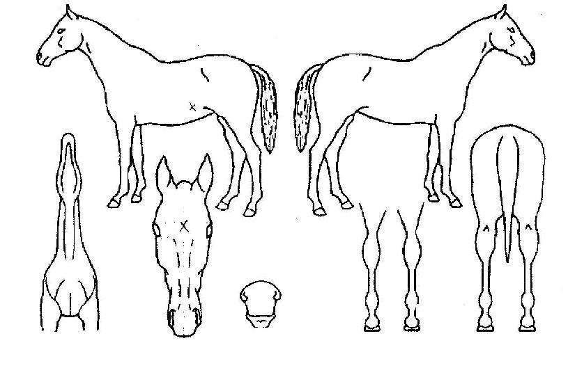 öÁßÀïÀïÀÇ Ãø¸é,¿ì¸é,µÞ¸é,µÎ»ó,´Ù¸®ÀÇ Æ¯Â¡µµÇØ