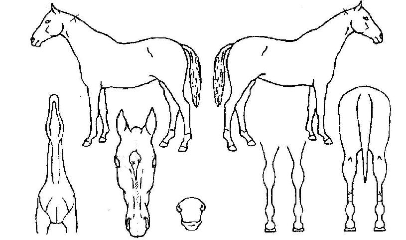 ´Ü¼ûÀÇ Ãø¸é,¿ì¸é,µÞ¸é,µÎ»ó,´Ù¸®ÀÇ Æ¯Â¡µµÇØ