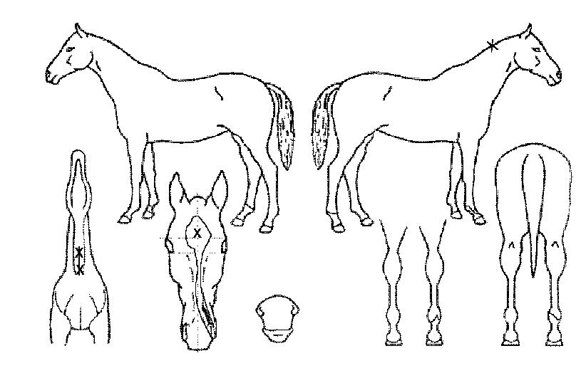 °¡¶÷Å«ÀÇ Ãø¸é,¿ì¸é,µÞ¸é,µÎ»ó,´Ù¸®ÀÇ Æ¯Â¡µµÇØ