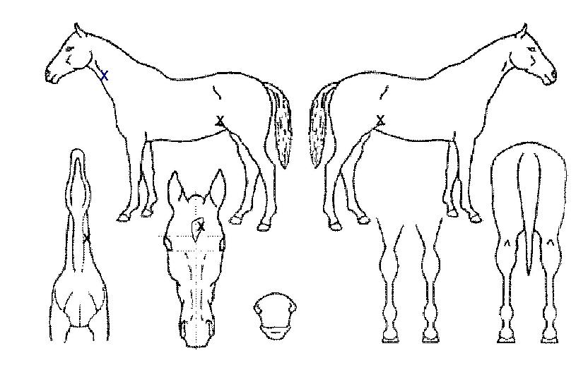 °íÀ¯ÀÇ Ãø¸é,¿ì¸é,µÞ¸é,µÎ»ó,´Ù¸®ÀÇ Æ¯Â¡µµÇØ