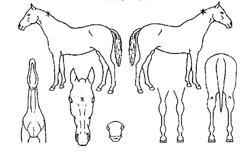 ¼îÅ©¾Øµå¿À¾îÀÇ Ãø¸é,¿ì¸é,µÞ¸é,µÎ»ó,´Ù¸®ÀÇ Æ¯Â¡µµÇØ