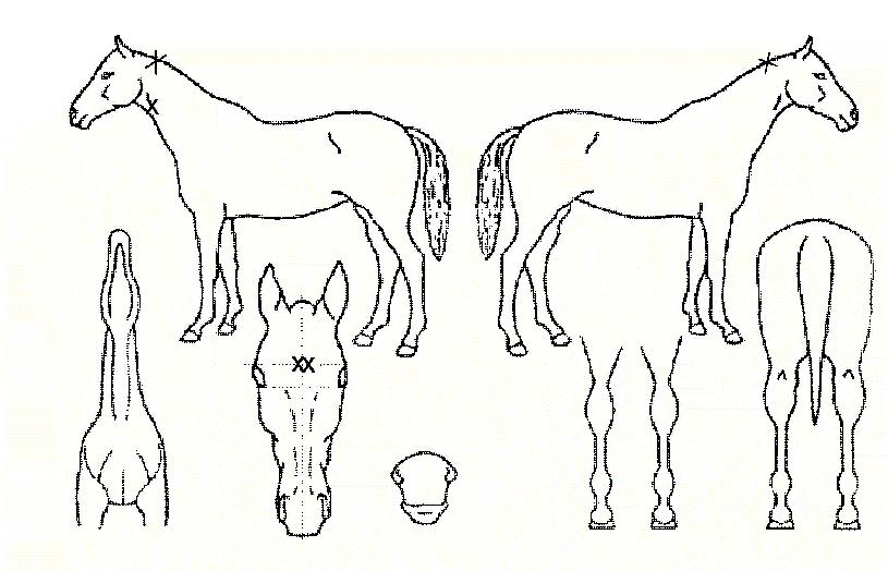 Ä¡¼Ú¾ÆÀÇ Ãø¸é,¿ì¸é,µÞ¸é,µÎ»ó,´Ù¸®ÀÇ Æ¯Â¡µµÇØ