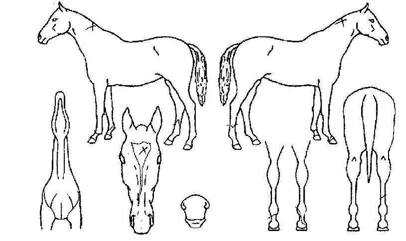 ¹Ì¹«µµÀÇ Ãø¸é,¿ì¸é,µÞ¸é,µÎ»ó,´Ù¸®ÀÇ Æ¯Â¡µµÇØ