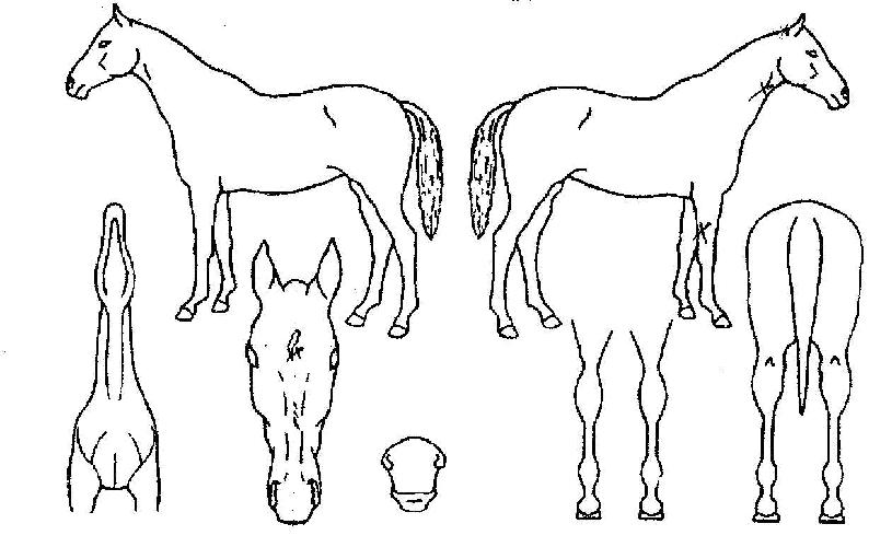 ·ÕűÀÇ Ãø¸é,¿ì¸é,µÞ¸é,µÎ»ó,´Ù¸®ÀÇ Æ¯Â¡µµÇØ