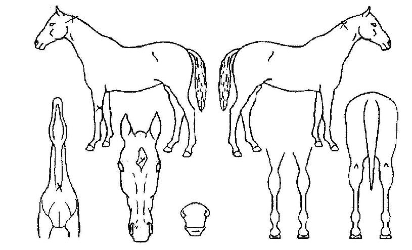 ´ÙÀ̾ƸóµåÄýÀÇ Ãø¸é,¿ì¸é,µÞ¸é,µÎ»ó,´Ù¸®ÀÇ Æ¯Â¡µµÇØ