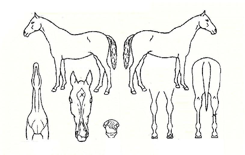 ¾ÈÁ¤¼ºÀÇ Ãø¸é,¿ì¸é,µÞ¸é,µÎ»ó,´Ù¸®ÀÇ Æ¯Â¡µµÇØ