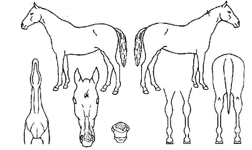 ¸ð´×ÄÝÀÇ Ãø¸é,¿ì¸é,µÞ¸é,µÎ»ó,´Ù¸®ÀÇ Æ¯Â¡µµÇØ