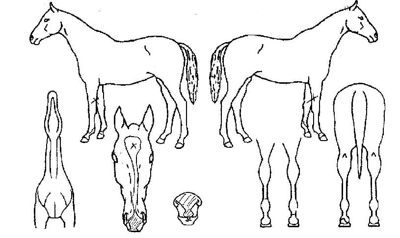 ¿µ¿øÇѼ±µÎÀÇ Ãø¸é,¿ì¸é,µÞ¸é,µÎ»ó,´Ù¸®ÀÇ Æ¯Â¡µµÇØ