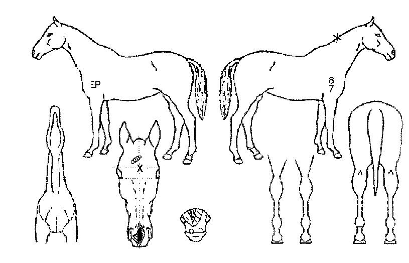 ¼Ò¿ìºêÆÛ·çÀÇ Ãø¸é,¿ì¸é,µÞ¸é,µÎ»ó,´Ù¸®ÀÇ Æ¯Â¡µµÇØ