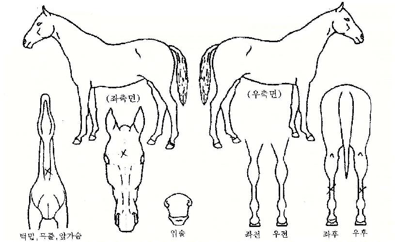 ÆÒ±×¸°ÀÇ Ãø¸é,¿ì¸é,µÞ¸é,µÎ»ó,´Ù¸®ÀÇ Æ¯Â¡µµÇØ