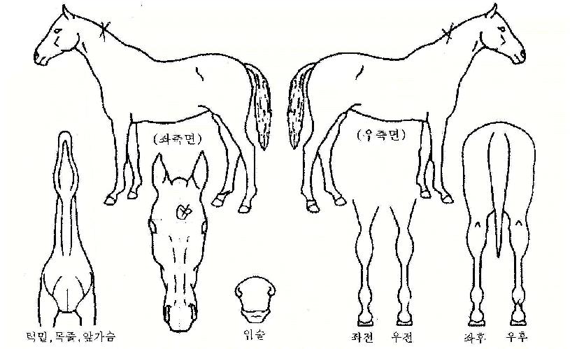 º£½ºÆ®Ã¨ÇÁÀÇ Ãø¸é,¿ì¸é,µÞ¸é,µÎ»ó,´Ù¸®ÀÇ Æ¯Â¡µµÇØ