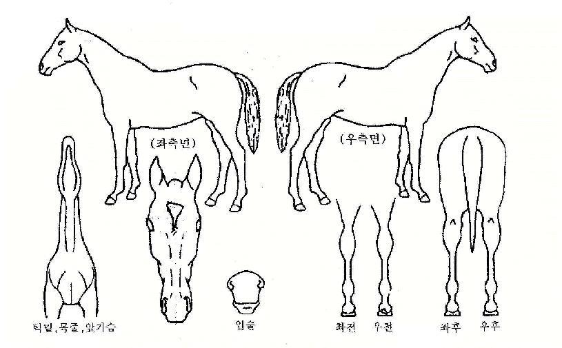 ¸®½ºº»ÀÇ Ãø¸é,¿ì¸é,µÞ¸é,µÎ»ó,´Ù¸®ÀÇ Æ¯Â¡µµÇØ
