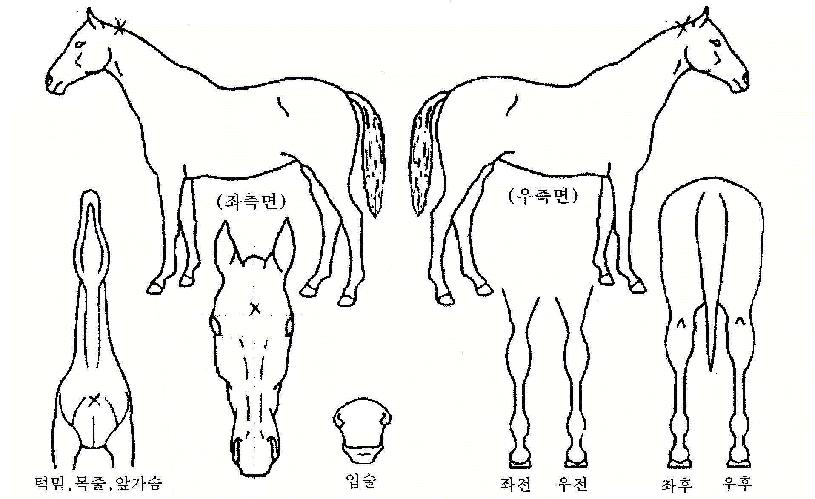 ¿ø»þÇÁ·¹¹ÌÀÚ¸¶ÀÇ Ãø¸é,¿ì¸é,µÞ¸é,µÎ»ó,´Ù¸®ÀÇ Æ¯Â¡µµÇØ