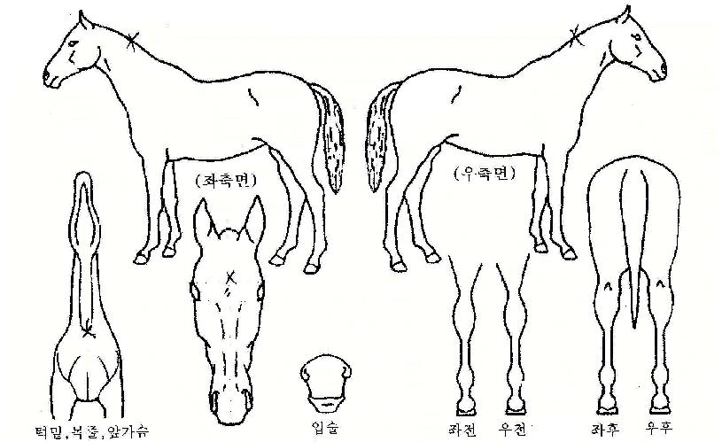 ±¤¼ÓºñõÀÇ Ãø¸é,¿ì¸é,µÞ¸é,µÎ»ó,´Ù¸®ÀÇ Æ¯Â¡µµÇØ