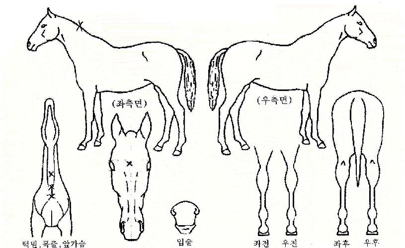 ¼Õ¼®Ç³ÀÇ Ãø¸é,¿ì¸é,µÞ¸é,µÎ»ó,´Ù¸®ÀÇ Æ¯Â¡µµÇØ