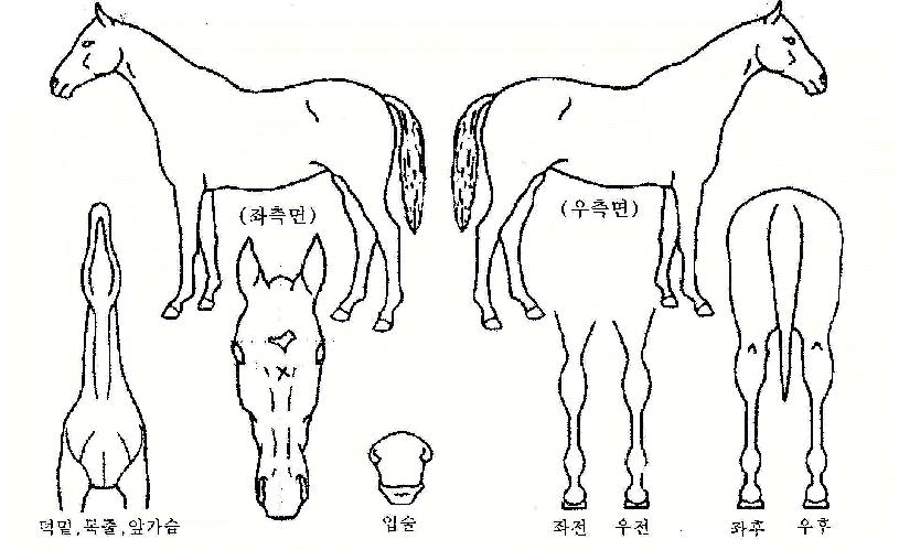 ¼øÇ×¼±ÀÇ Ãø¸é,¿ì¸é,µÞ¸é,µÎ»ó,´Ù¸®ÀÇ Æ¯Â¡µµÇØ