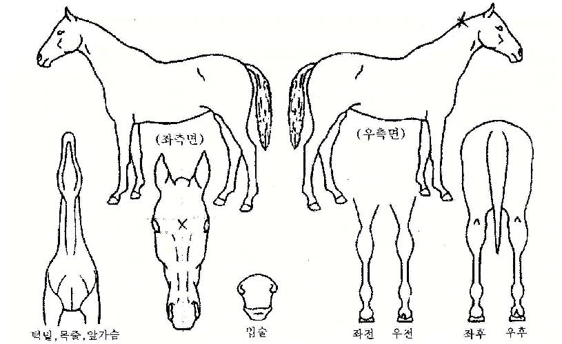 ÀÌÁ¹µ¥ÀÇ Ãø¸é,¿ì¸é,µÞ¸é,µÎ»ó,´Ù¸®ÀÇ Æ¯Â¡µµÇØ