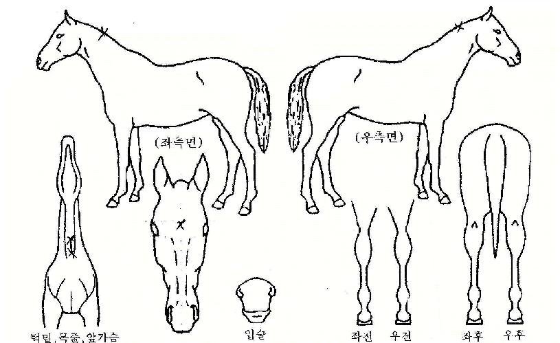 À£ºùÆÄÆ®³ÊÀÇ Ãø¸é,¿ì¸é,µÞ¸é,µÎ»ó,´Ù¸®ÀÇ Æ¯Â¡µµÇØ