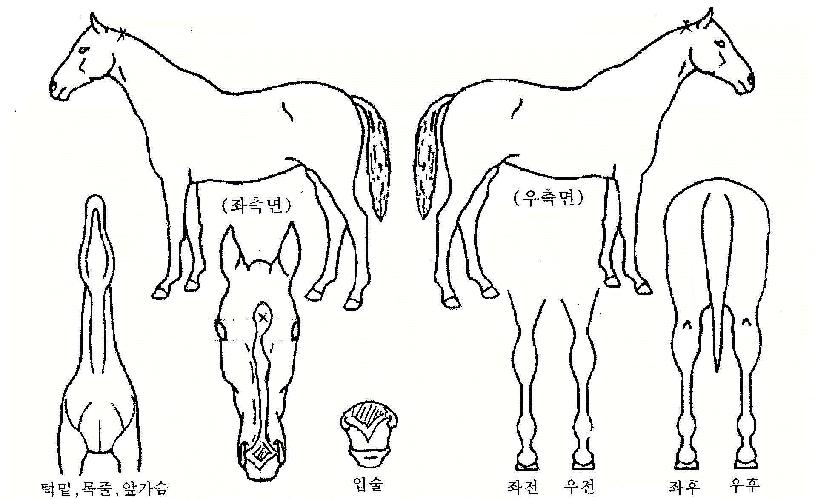 ÁÁÀº°á½ÇÀÇ Ãø¸é,¿ì¸é,µÞ¸é,µÎ»ó,´Ù¸®ÀÇ Æ¯Â¡µµÇØ