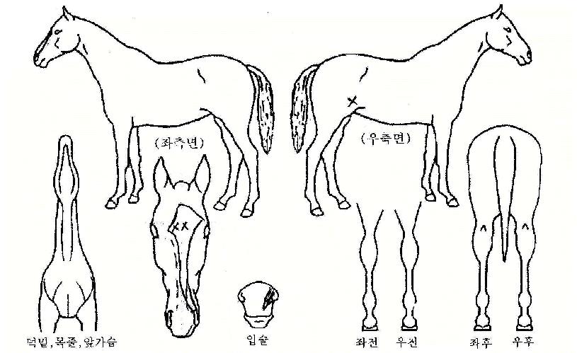 °ÀÚÀÇ¿ëÀÇ Ãø¸é,¿ì¸é,µÞ¸é,µÎ»ó,´Ù¸®ÀÇ Æ¯Â¡µµÇØ