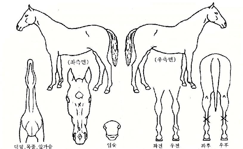 »þÀÌ´×ÄýÀÇ Ãø¸é,¿ì¸é,µÞ¸é,µÎ»ó,´Ù¸®ÀÇ Æ¯Â¡µµÇØ