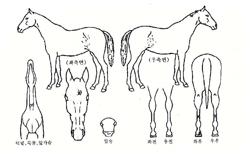 û±âÀÇ Ãø¸é,¿ì¸é,µÞ¸é,µÎ»ó,´Ù¸®ÀÇ Æ¯Â¡µµÇØ