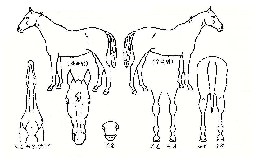 ½ºÆ®·ÕÆÝÄ¡ÀÇ Ãø¸é,¿ì¸é,µÞ¸é,µÎ»ó,´Ù¸®ÀÇ Æ¯Â¡µµÇØ