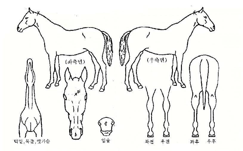 ·¹À̵ð½ºÄ«ÆäÀ̽ºÀÚ¸¶ÀÇ Ãø¸é,¿ì¸é,µÞ¸é,µÎ»ó,´Ù¸®ÀÇ Æ¯Â¡µµÇØ