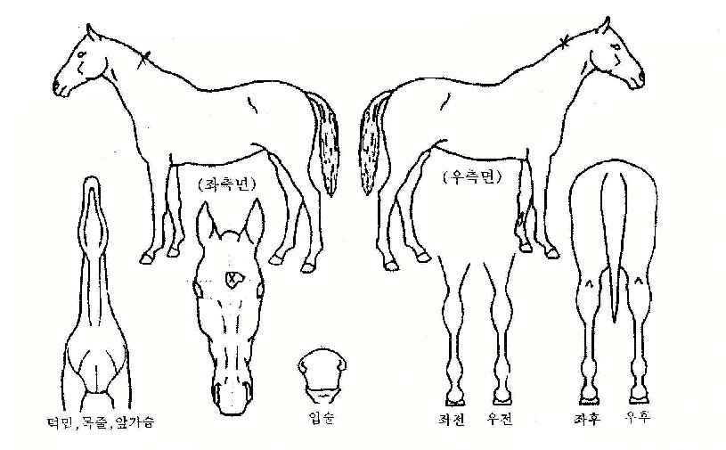 ÄÚµå¿øÀÇ Ãø¸é,¿ì¸é,µÞ¸é,µÎ»ó,´Ù¸®ÀÇ Æ¯Â¡µµÇØ