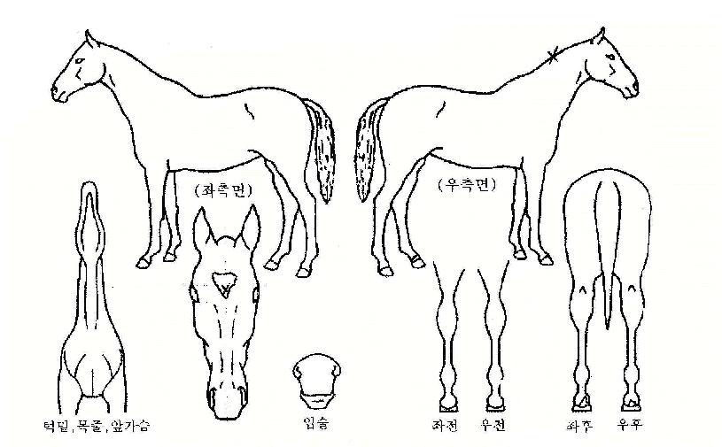 »õÁ¤¸²ÀÇ Ãø¸é,¿ì¸é,µÞ¸é,µÎ»ó,´Ù¸®ÀÇ Æ¯Â¡µµÇØ