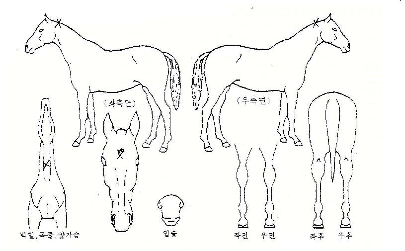 °ñµåÇʷοìÀÚ¸¶ÀÇ Ãø¸é,¿ì¸é,µÞ¸é,µÎ»ó,´Ù¸®ÀÇ Æ¯Â¡µµÇØ