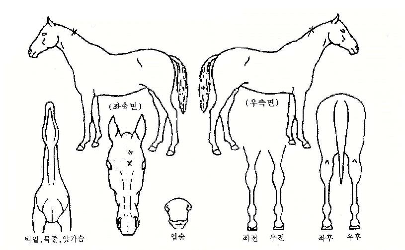 ¹«ºñ¿ÁdzÀÇ Ãø¸é,¿ì¸é,µÞ¸é,µÎ»ó,´Ù¸®ÀÇ Æ¯Â¡µµÇØ