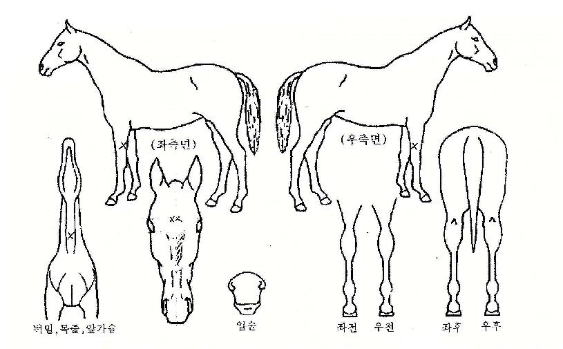 ¿Õ»çÀÇ Ãø¸é,¿ì¸é,µÞ¸é,µÎ»ó,´Ù¸®ÀÇ Æ¯Â¡µµÇØ