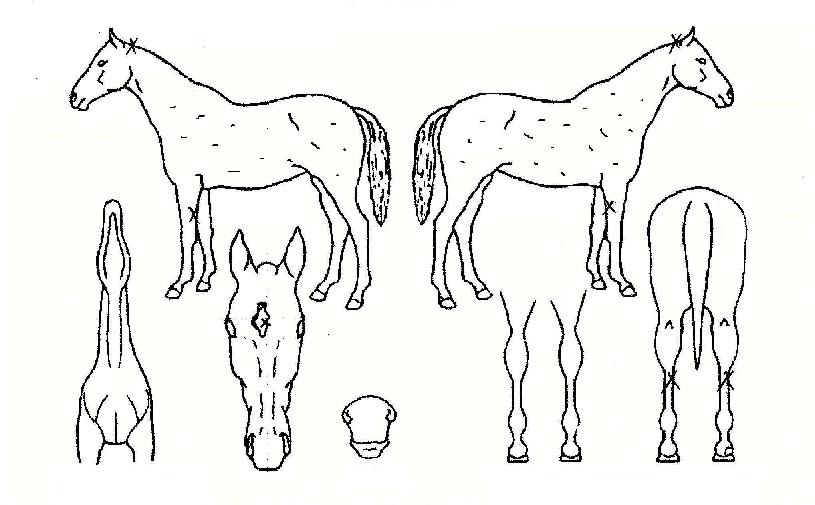 ¿ì¸Õ½ºÅèÀÇ Ãø¸é,¿ì¸é,µÞ¸é,µÎ»ó,´Ù¸®ÀÇ Æ¯Â¡µµÇØ