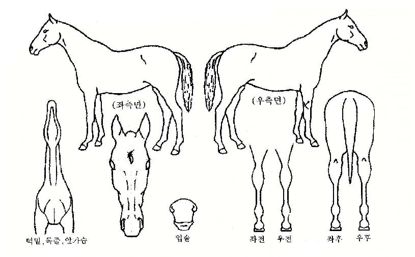 ¾Æ´ãÀǹ̼ÒÀÇ Ãø¸é,¿ì¸é,µÞ¸é,µÎ»ó,´Ù¸®ÀÇ Æ¯Â¡µµÇØ